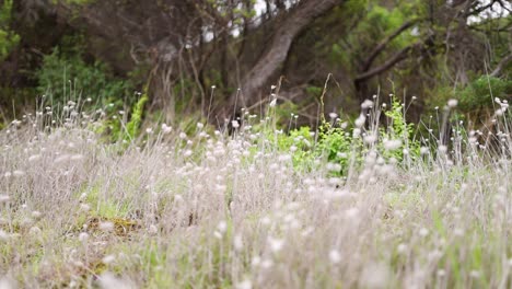 scenic coastal grass and nature pathway in melbourne