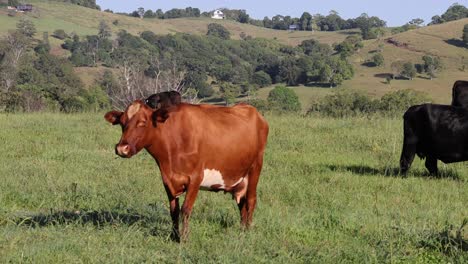 cows peacefully grazing in a sunny green field