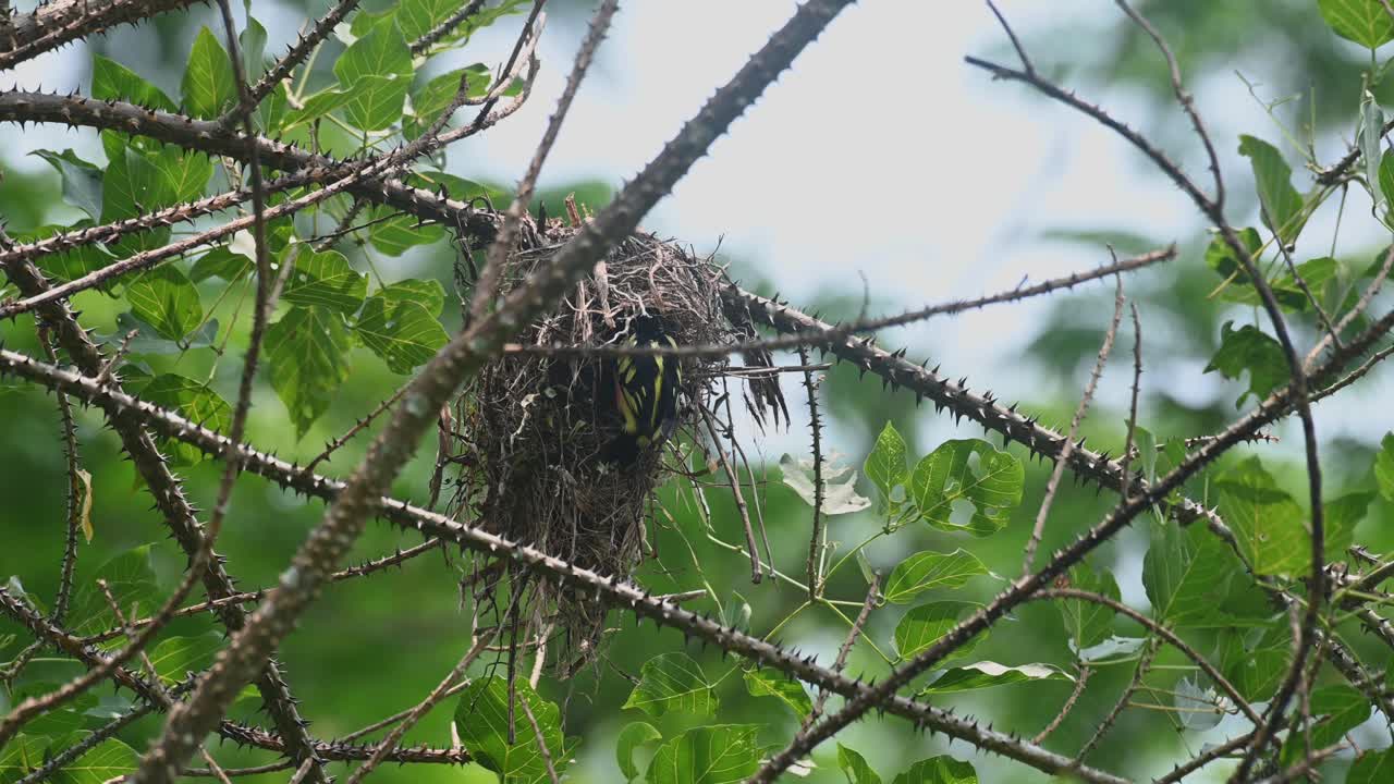 둥지 밖 에서 새끼 들 을 돌보고 먹이는 모습 을 볼 수 있다. 검은색 과 노란색 broadbill eurylaimus ochromalus, kaeng krachan 국립 공원, 태국
