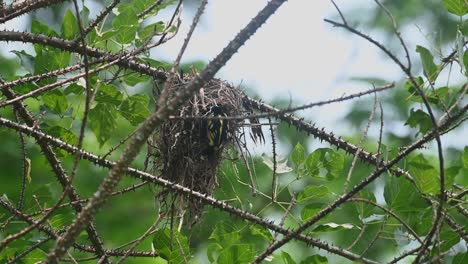 Außerhalb-Seines-Nestes-Gesehen,-Wie-Er-Seine-Küken-Pflegt-Und-Füttert,-Schwarz-Gelber-Breitschnabel-Eurylaimus-Ochromalus,-Nationalpark-Kaeng-Krachan,-Thailand