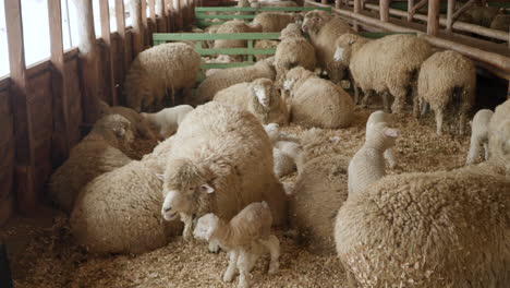rebaño de ovejas merino y corderos bebés dentro de un establo de madera en una granja