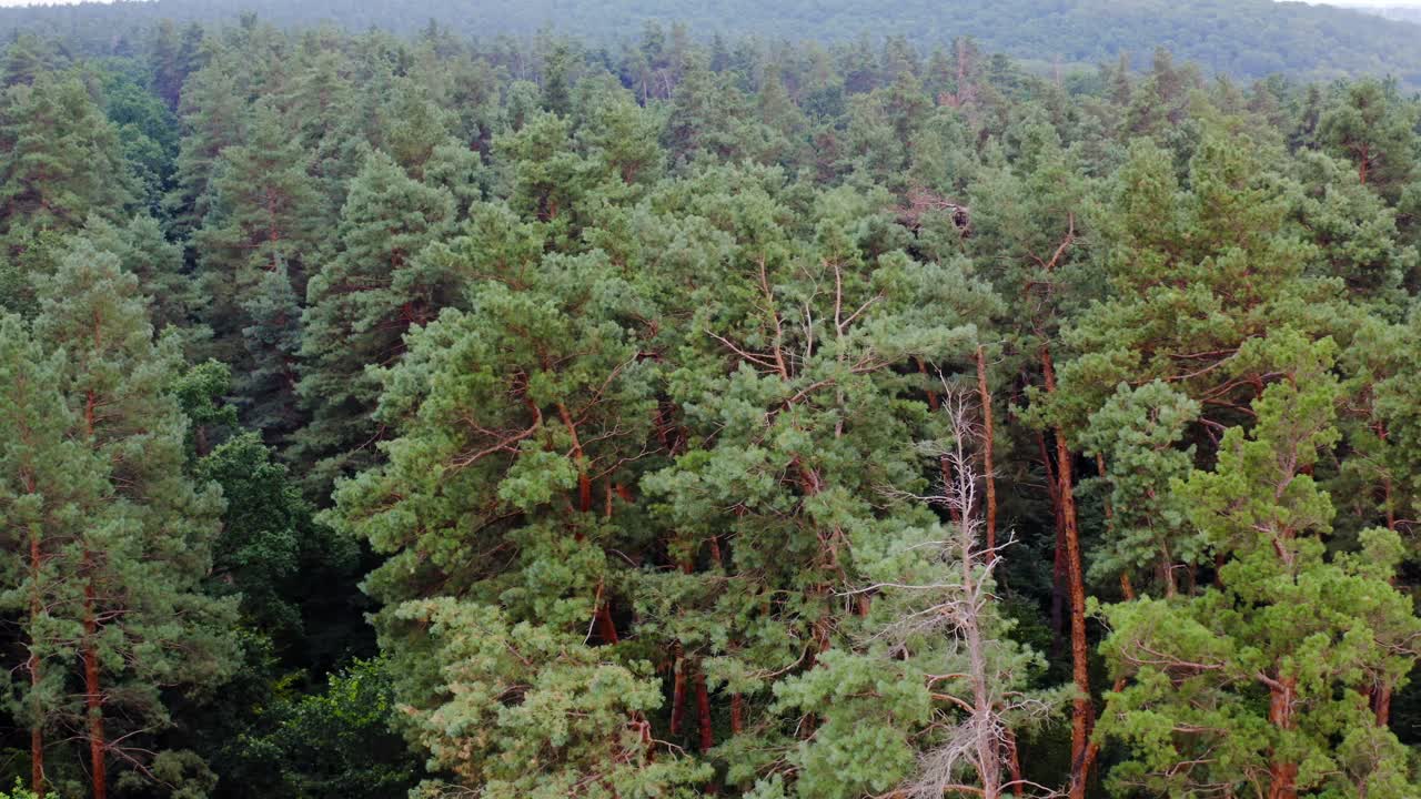 Woodland with pine trees. Forest background. Coniferous trees. Tranquil atmosphere of forest in the morning. Camera moves to the right. Drone view.