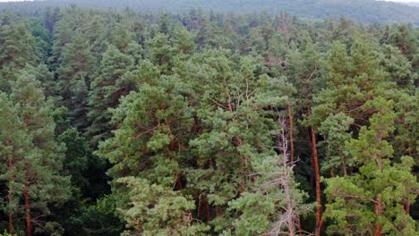 woodland with pine trees. forest background. coniferous trees. tranquil atmosphere of forest in the morning. camera moves to the right. drone view.