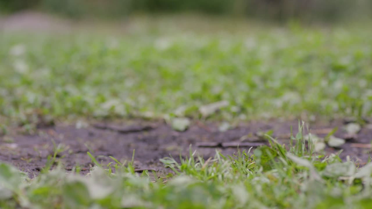 잔디로 된 길 에서 검은색 운동 신발 을 입은 사람
