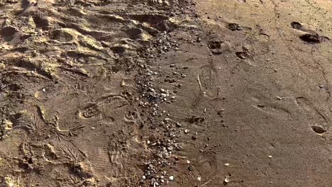 footprints and shells scattered on sandy beach