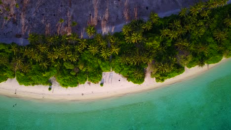 Palm-trees-row-bordering-beautiful-sandy-exotic-beach-from-other-part-of-tropical-island-with-deserted-parcels-from-deforestation-process