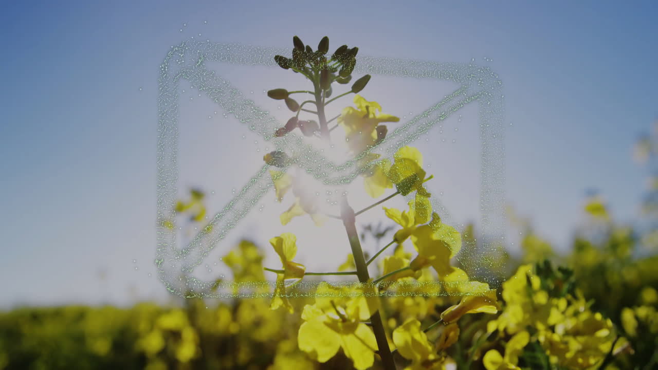 Yellow flowers in field with animated email icon overlaying scene