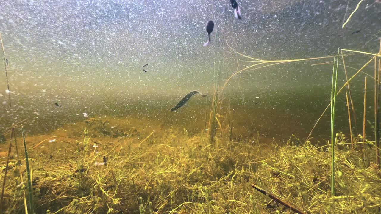 European medicinal leech swimming around in the pond, Estonia.