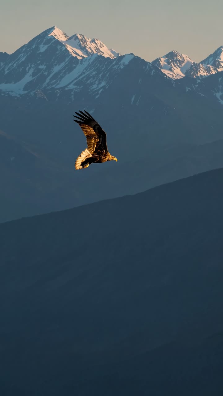 Aerial view of an eagle soaring against a backdrop of snow-capped mountains at sunset