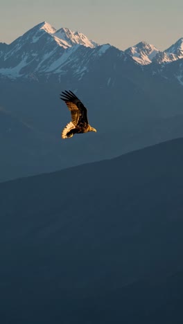 aerial view of an eagle soaring against a backdrop of snow-capped mountains at sunset