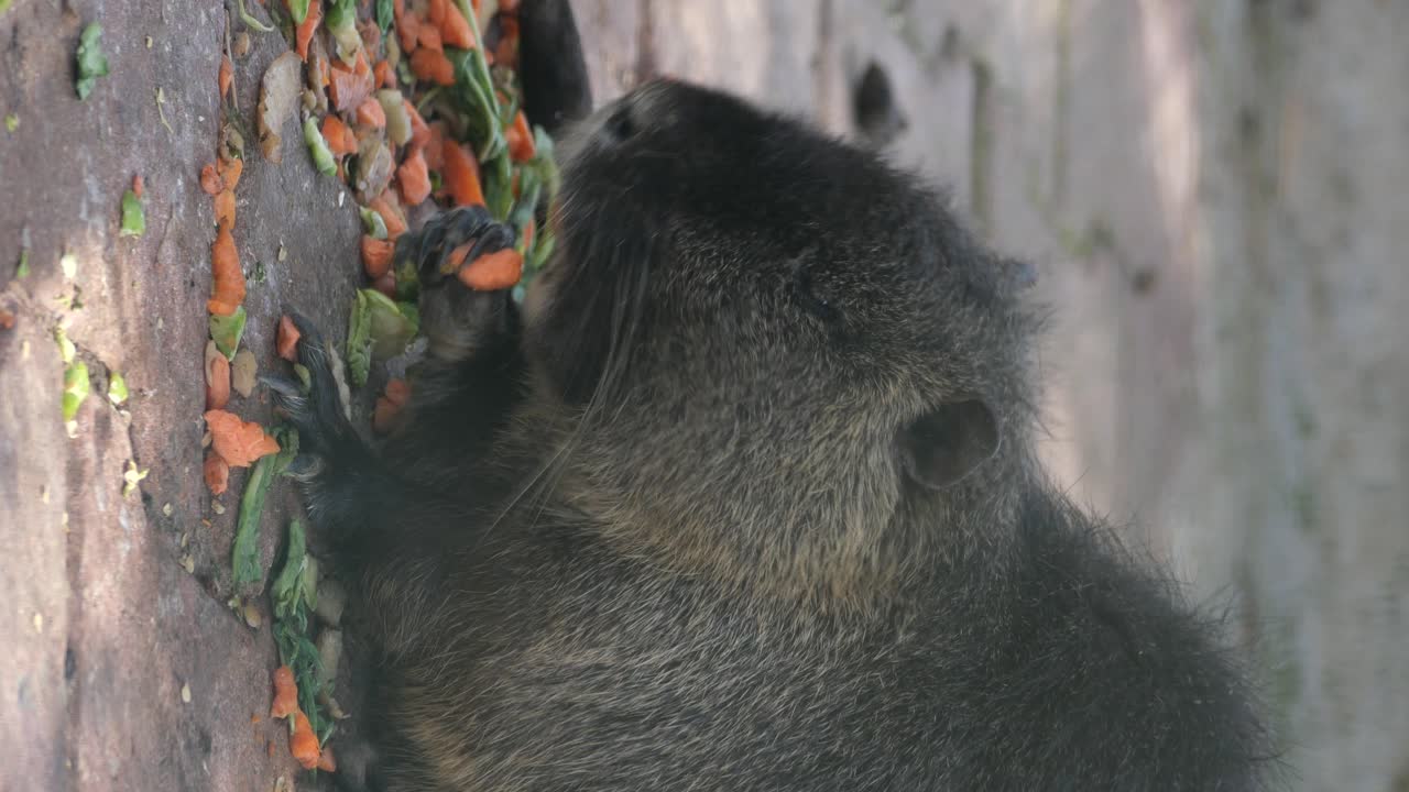 Coypu Eating Vegetables