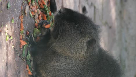 coypu eating vegetables