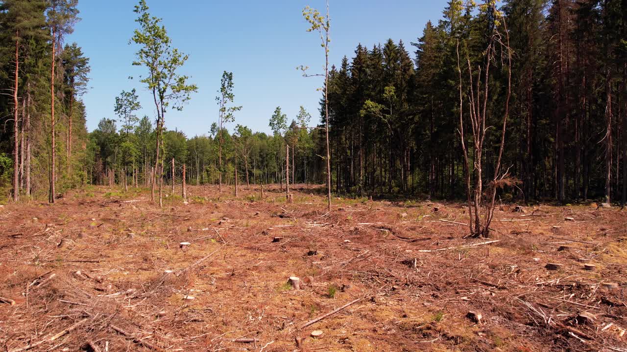Skovlysning med tørre træer