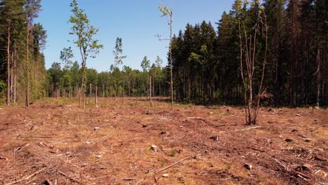 un claro de bosque con árboles secos