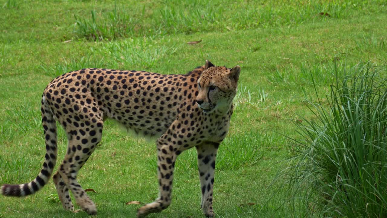 Açık otlakta gizlice yürüyen ve çevreyi gözleyen bir Afrika çitası (Acinonyx jubatus), yakın çekim