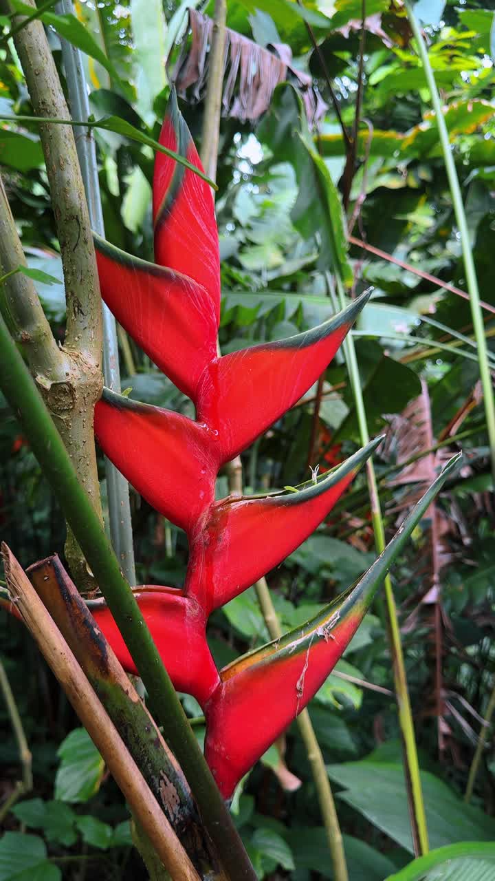 Brattee floreali rosse di Heliconia Wagneriana nella foresta pluviale della Costa Rica. Primo piano di vivaci brattee floreali rosse di Heliconia che crescono in un ambiente di giungla tropicale con fogliame verde
