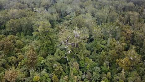 vista aérea superior de un árbol kauri gigante en el bosque de waipoua, nueva zelanda