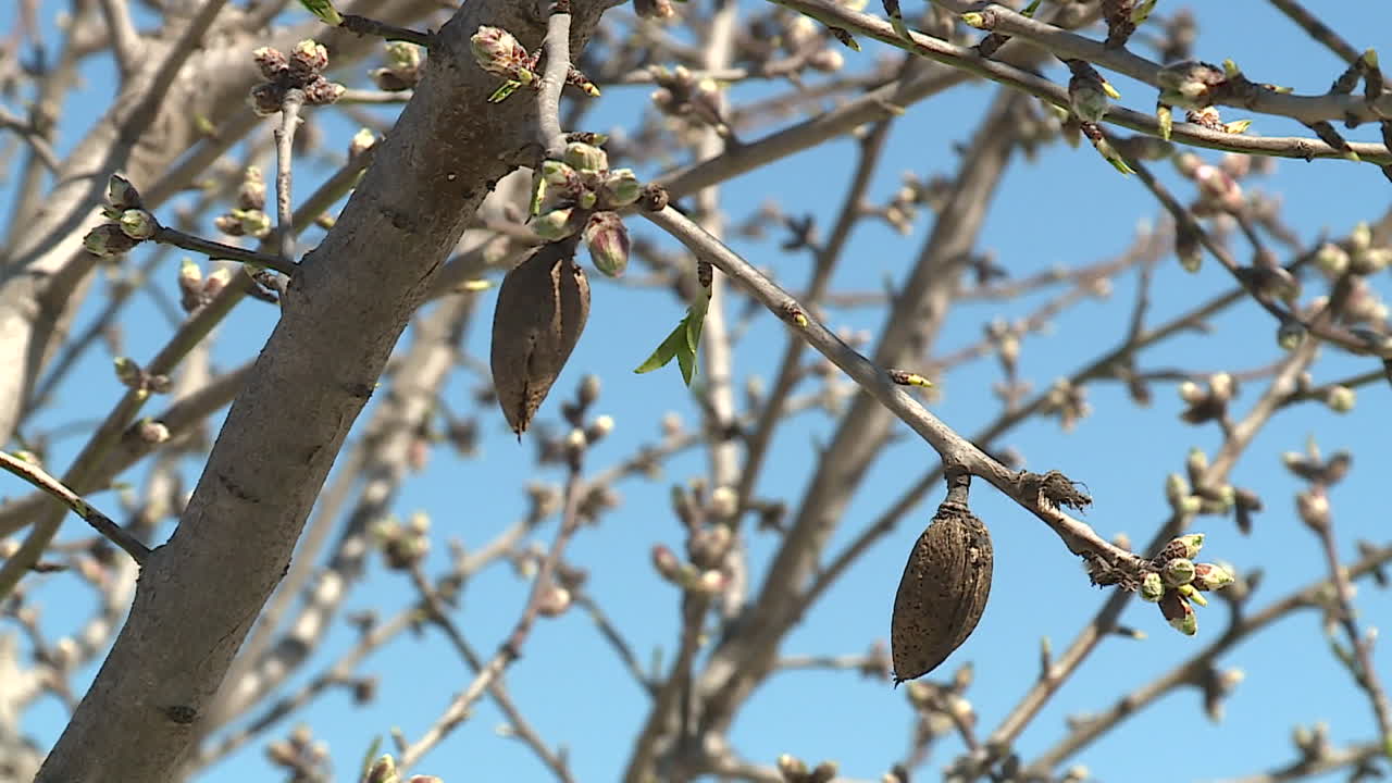 Almond Tree in Spring with Blossoms and Nuts