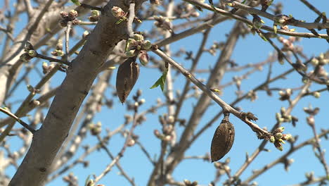 almond tree in spring with blossoms and nuts
