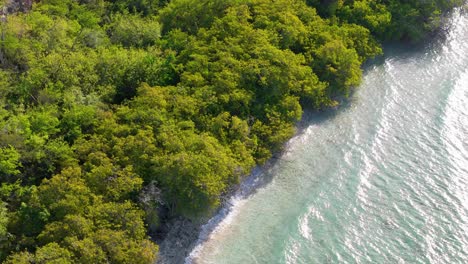 parallax around meeting point of mangrove forest and glistening ocean water