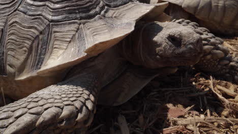 dolly shot of an african spurred tortoise