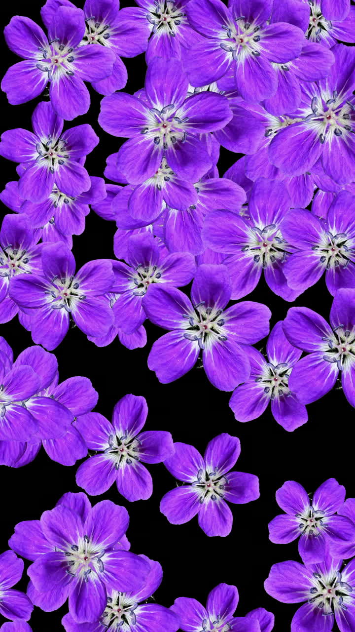 Levende lilla Geranium blomster, der dukker op og forsvinder på sort baggrund.