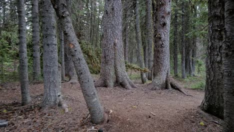 Hiker-walking-smiling-by-pond-through-the-forest-followed-pan-close-up-Rockies-Kananaskis-Alberta-Canada