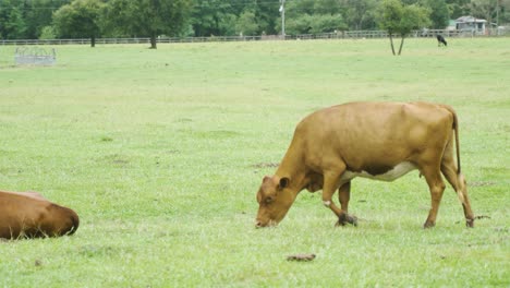 Dairy-milk-cow-grazing-on-green-grass-in-a-ranch-pasture-field