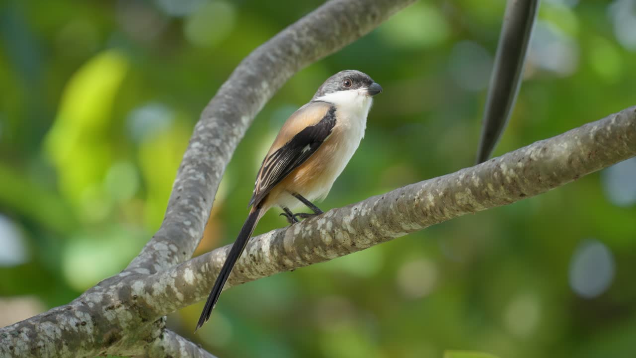 actuación en "the shrike" de cola larga encaramado en un árbol en los trópicos de la india