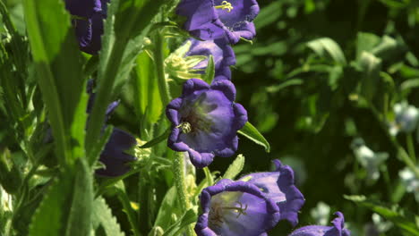abejas en flores de campana moradas