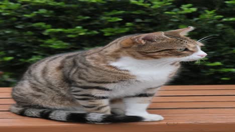 tabby cat sitting on a wooden bench