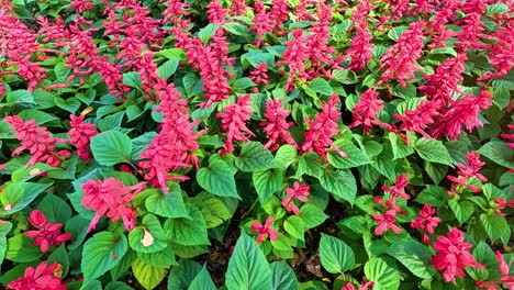 A butterfly gracefully flutters through lush red flowers, creating a lively and colorful garden scene