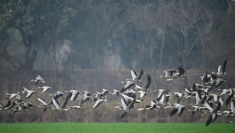 the big flock of bar headed goose taking off from wheat field