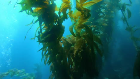 the vast and mysterious kelp forest encompasses the variety of ocean life