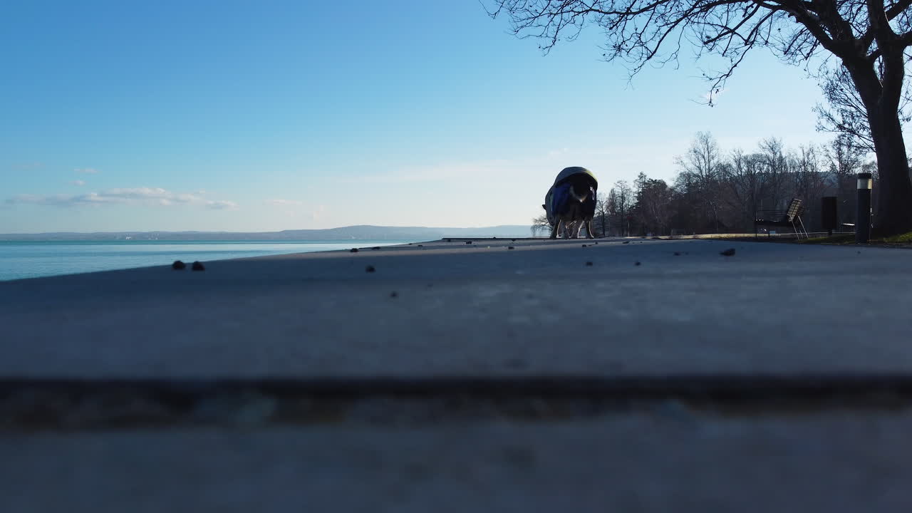 Dog in a vest walking along the lakefront path in winter near Hajokikoto, Hungary