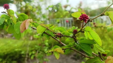 flores y frutos de calliandra haematocephala o calliandra tergemina