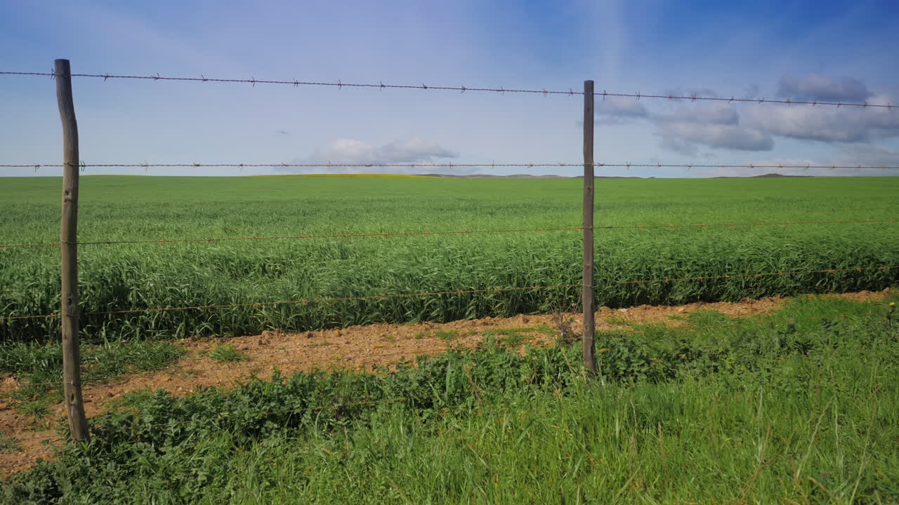 Green field crops swaying in wind in countryside behind barbed wire fence, blue sky, panning shot