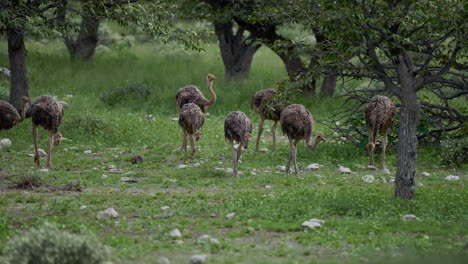 Ostriches in a Grassland Environment