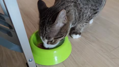 close up footage of cute tabby cat eating pet food from the bowl