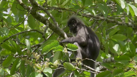 Dusky-leaf-monkey-feeding-and-sitting-on-tree-branch