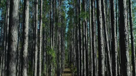 Pine-Trees:-rising-shot-middle-of-the-row