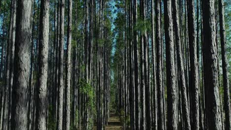 pinos: tiro ascendente en medio de la fila