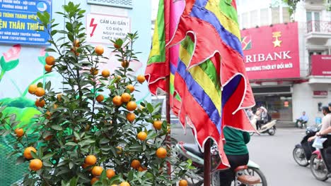 cyclist rides past orange tree and colorful flags