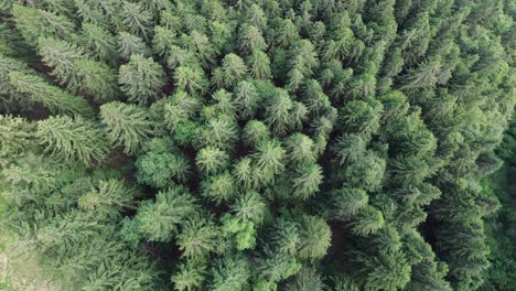 Planting-drone-trees,-a-photo-and-magic-footage-and-living-free,-the-risk-of-an-airplane