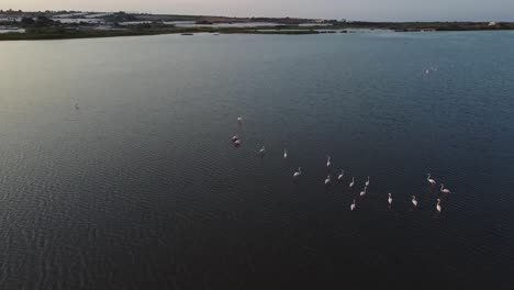 Video-from-above-of-Pink-Flamingos-swimming-in-a-pond-in-Vendicari-Natural-reserve,-Sicily,-Italy