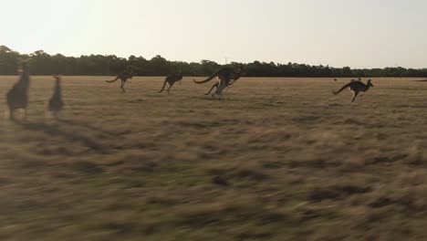 4k aerial group of kangaroos running in a field drone dolly in + truck left to right