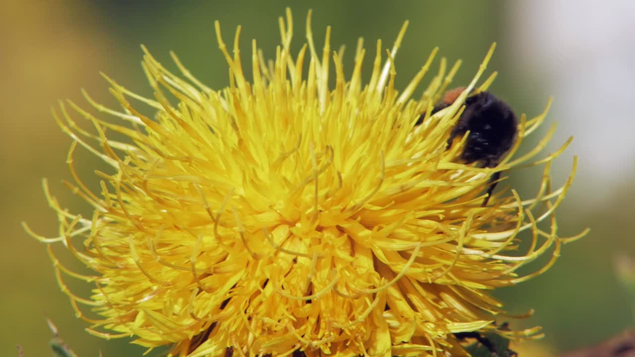 un primer plano macro de un abejorro en una flor amarilla en busca de comida