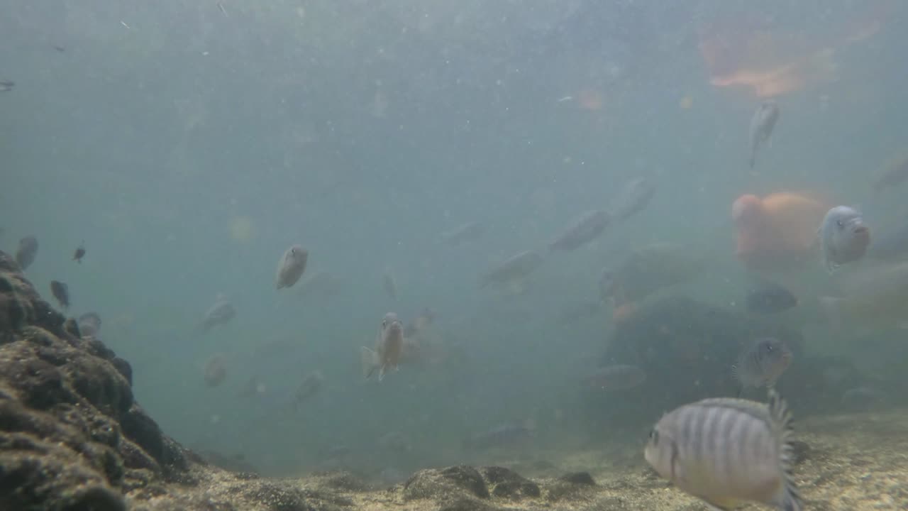 Indefra fiskedammen.