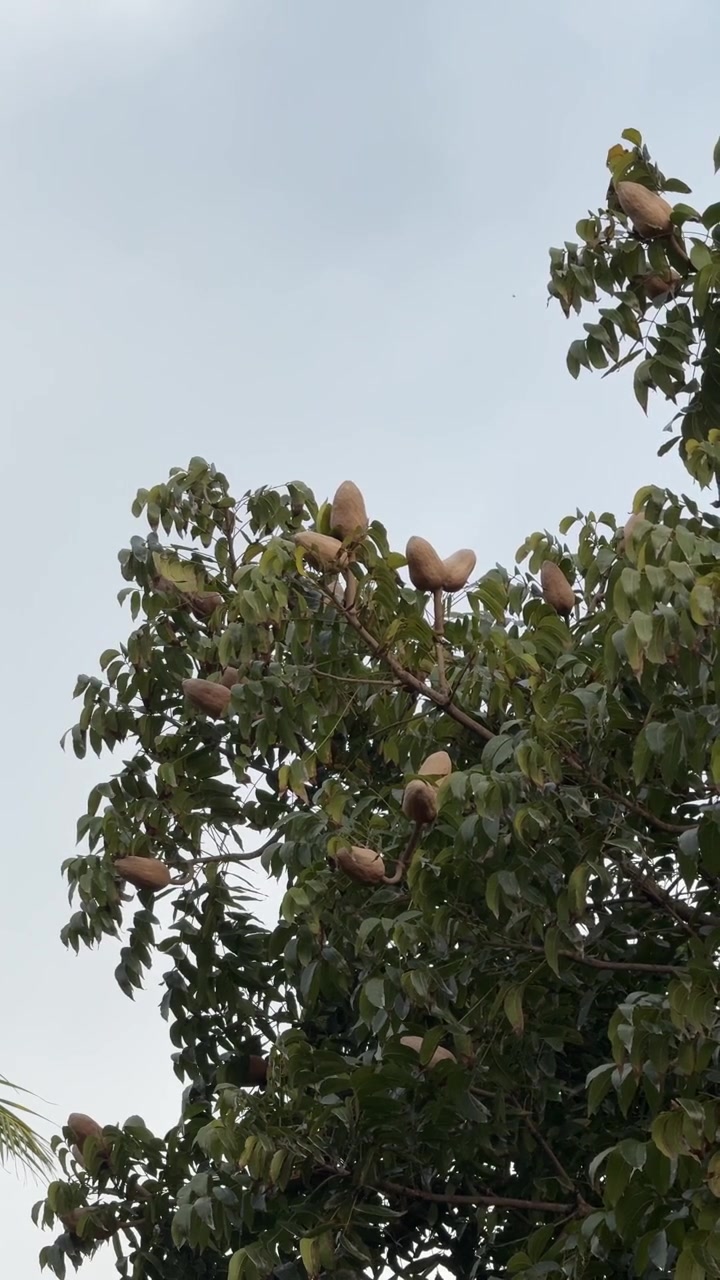 Albero di mogano con baccelli di semi contro un cielo coperto