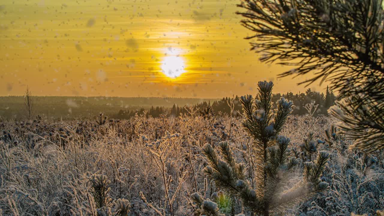 neve che cade natura foresta alberi paesaggio su bianco soleggiato giorno d'inverno umore. luce e neve luminosa tempo freddo, video loop, cinemagraph video loop